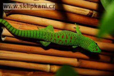 Phelsuma-madagascariensis-grandis